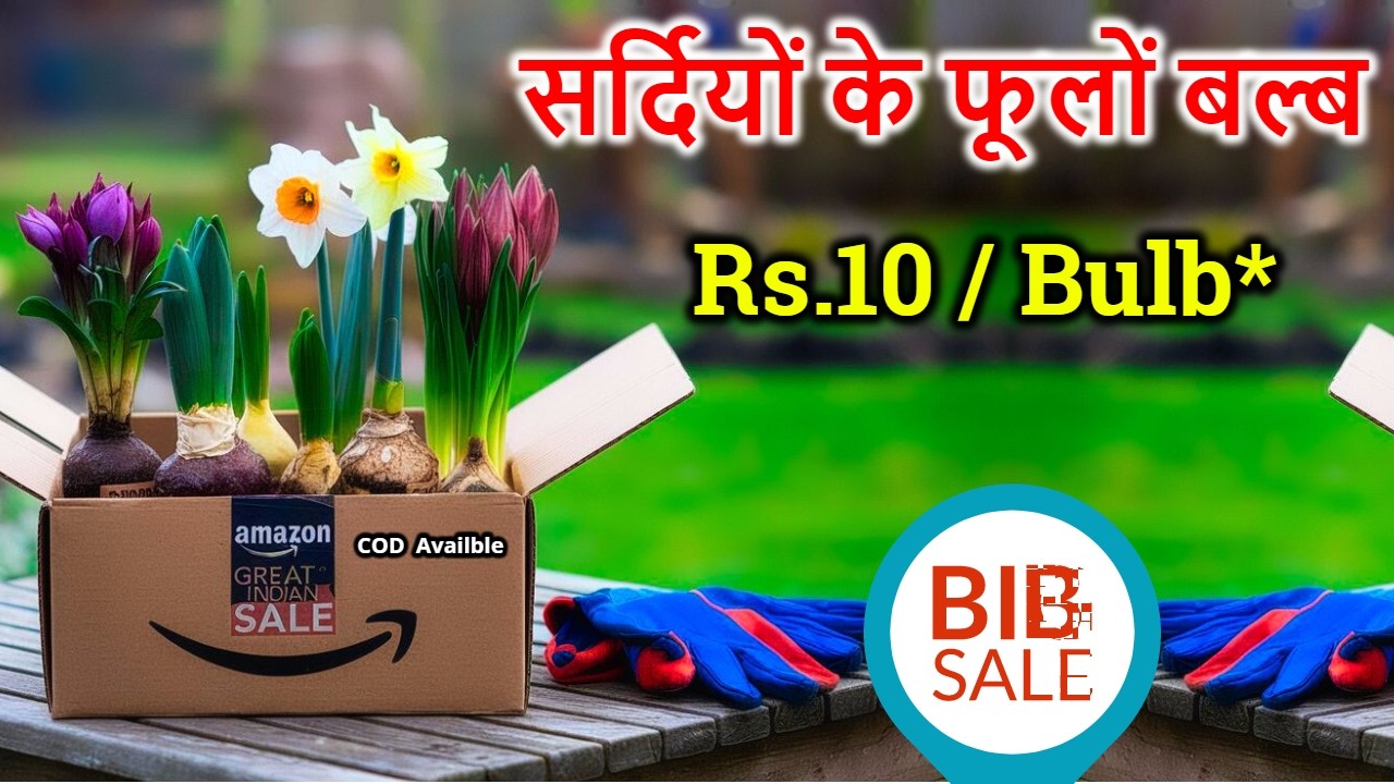 घर बैठे मंगवाएं  Winter Flower Bulb , महज 10 रुपए प्रति बल्ब  | Cash on Delivery!