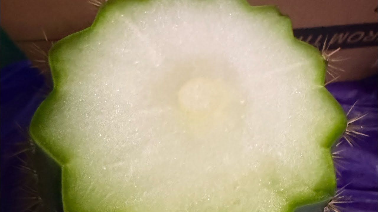 How to dry a cactus cutting