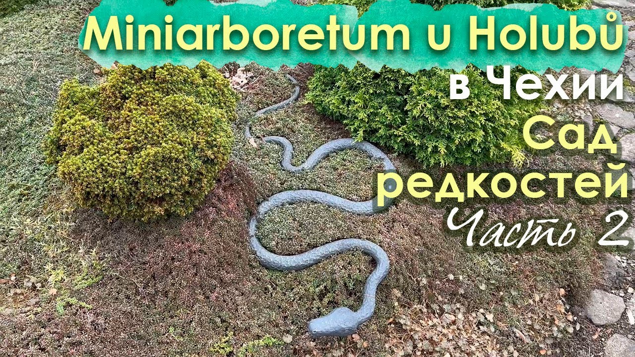 💚Уникальный сад редкостей Miniarboretum u Holubů в Чехии. Февраль. Част 2