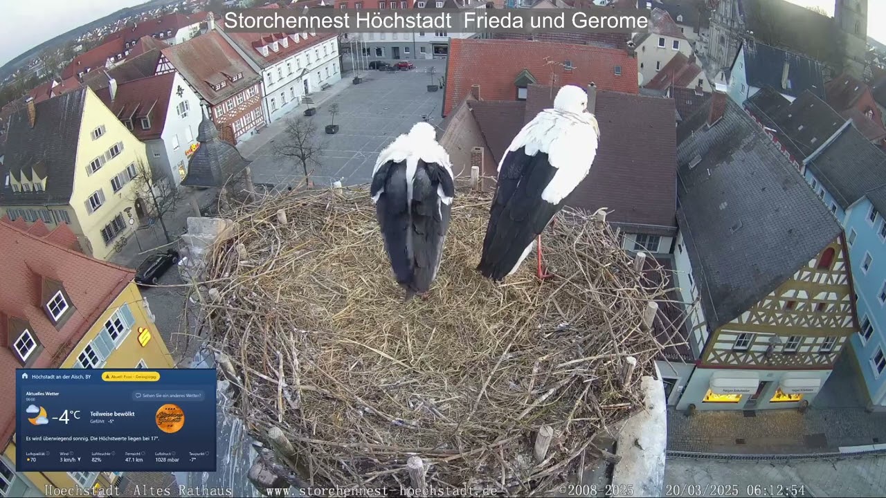 2025 03 20 Storchennest Höchstadt, schönen guten Morgen, schon früh was los hier, Alarm für Cobra 12