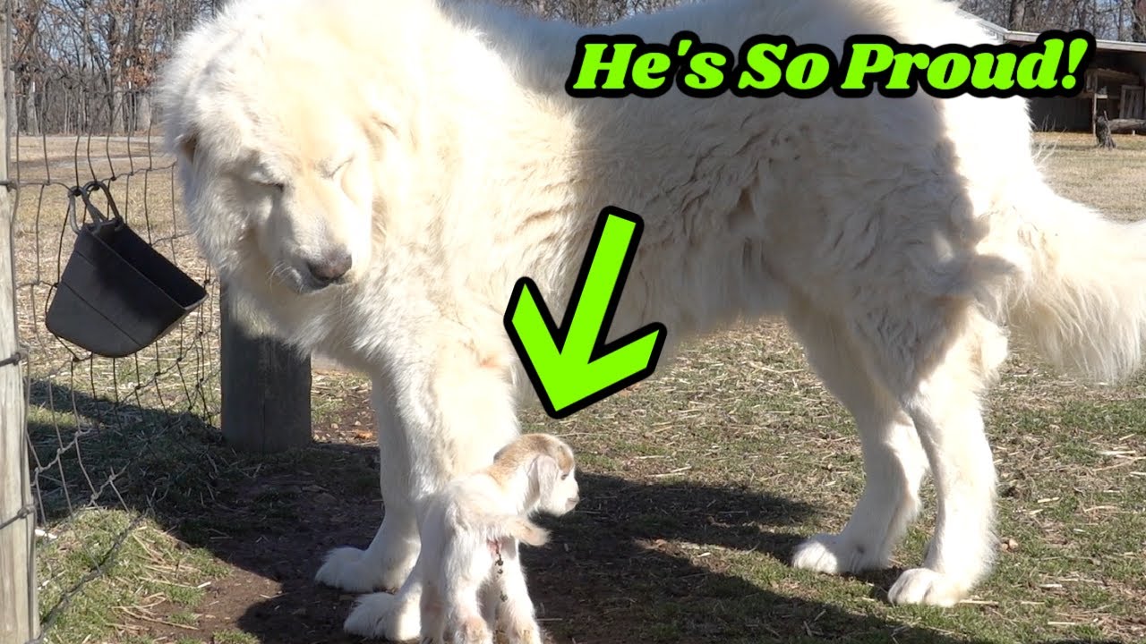 GIANT GUARD DOG Is So Proud Of New Tiny Baby Goats!
