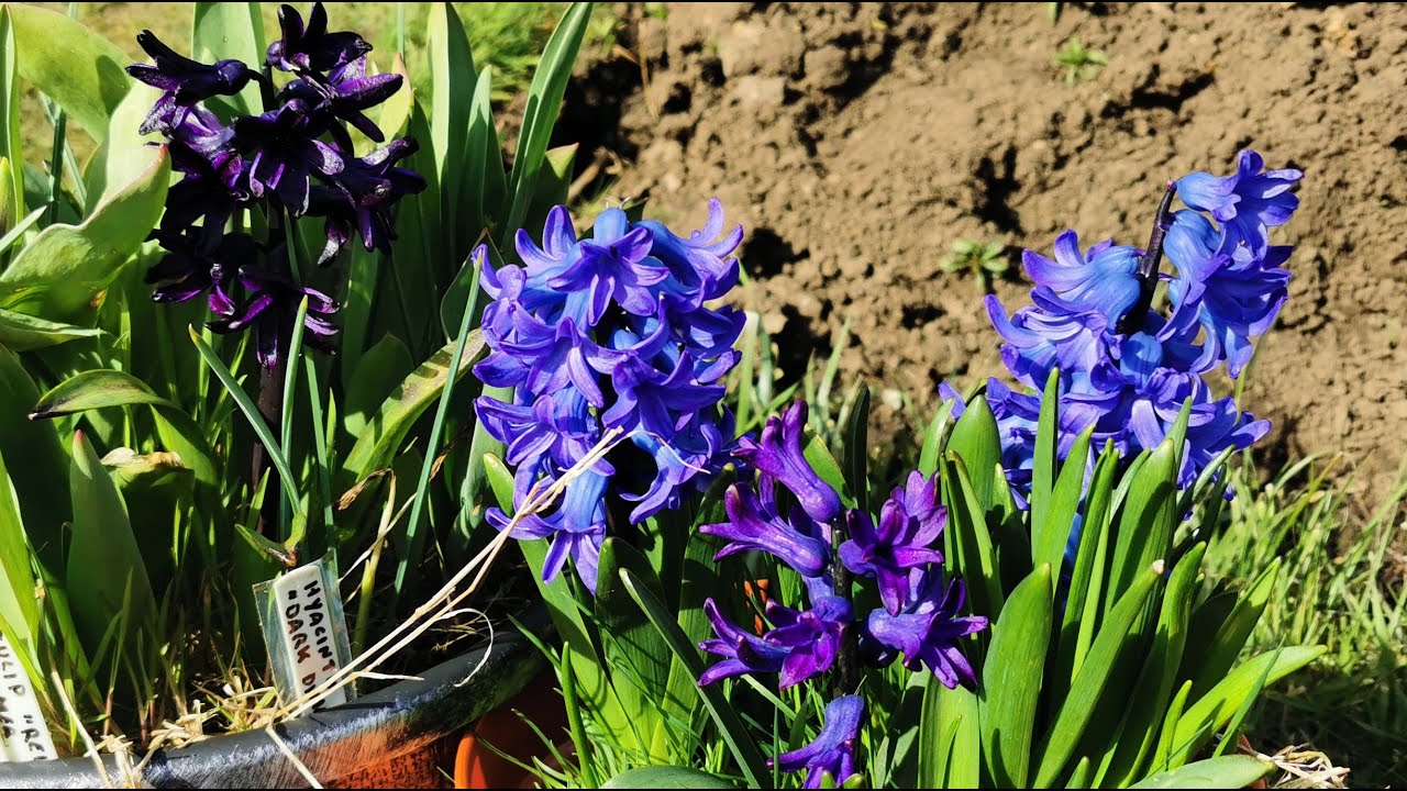 Гиацинт восточный (Hyacinthus orientalis) &mdash; выносливое, яркое и очень ароматное луковичное растен...