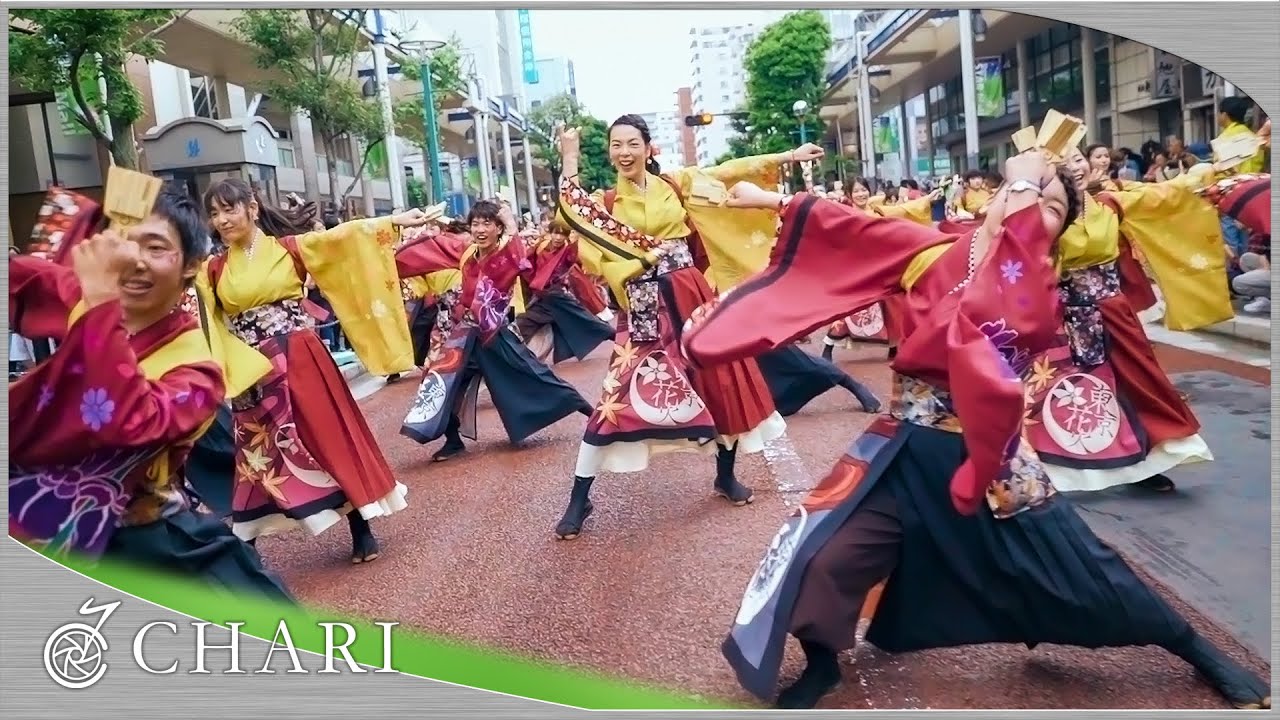【4K】早稲田大学 東京花火｜花かるた（湘南よさこい2016）