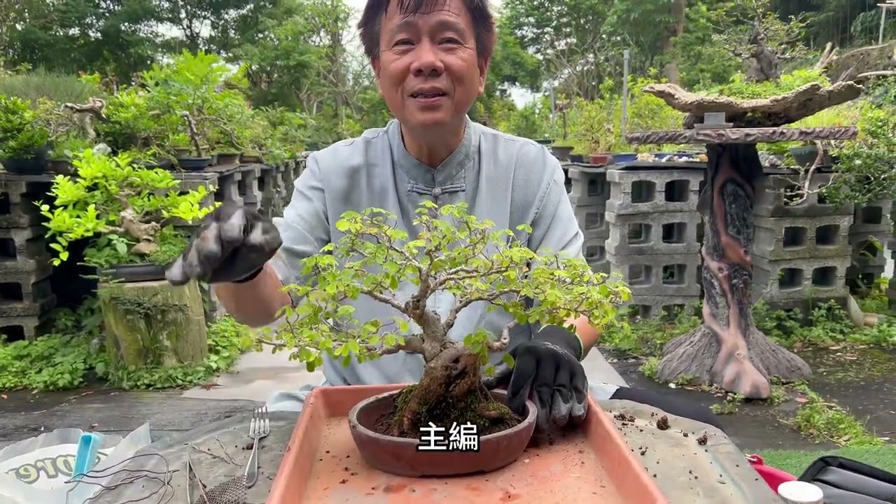 你換完了松柏類盆景的土了嗎？接下來要換落葉性的盆景囉！你知道有什麼特殊的技巧、工序嗎？