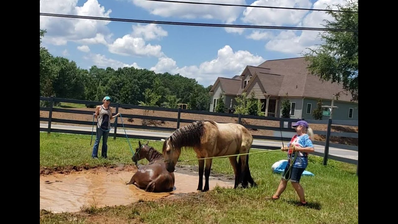 2020 Water Obstacle Clinic at Leatherman Lane with Brock Griffith Horsemanship