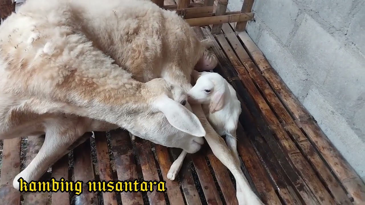 Ciri ciri domba mau melahirkan anak kembar 3 jantan semua di kandang kambing nusantara 🤗