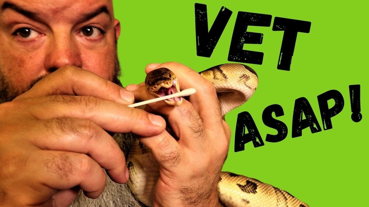 Does My Snake Need A Vet?