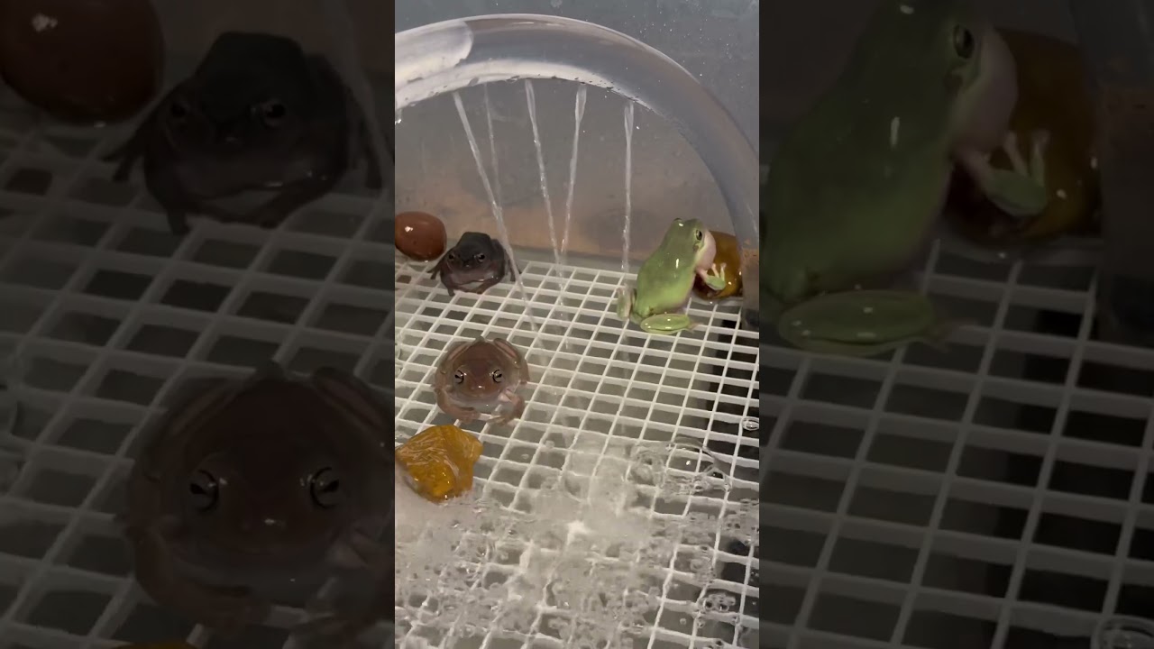 Whites Tree Frog Croaking. Dumpy tree frogs mating call