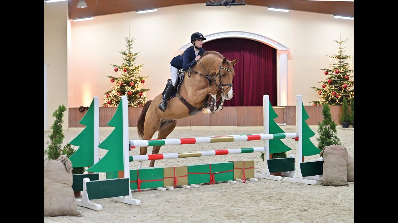 Diablue PS - Stallion Collection Schockemoehle 2021 ENG