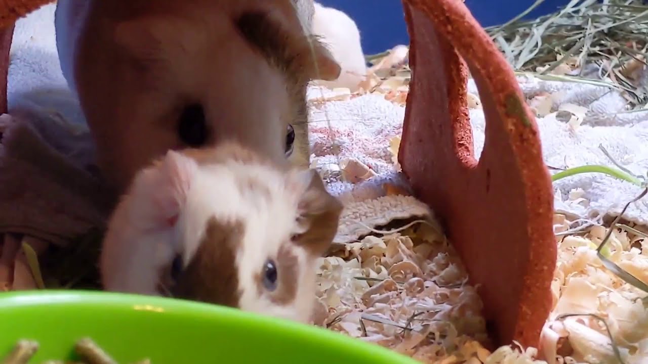 Mama Guinea Pig Taking Care Of Her Babies