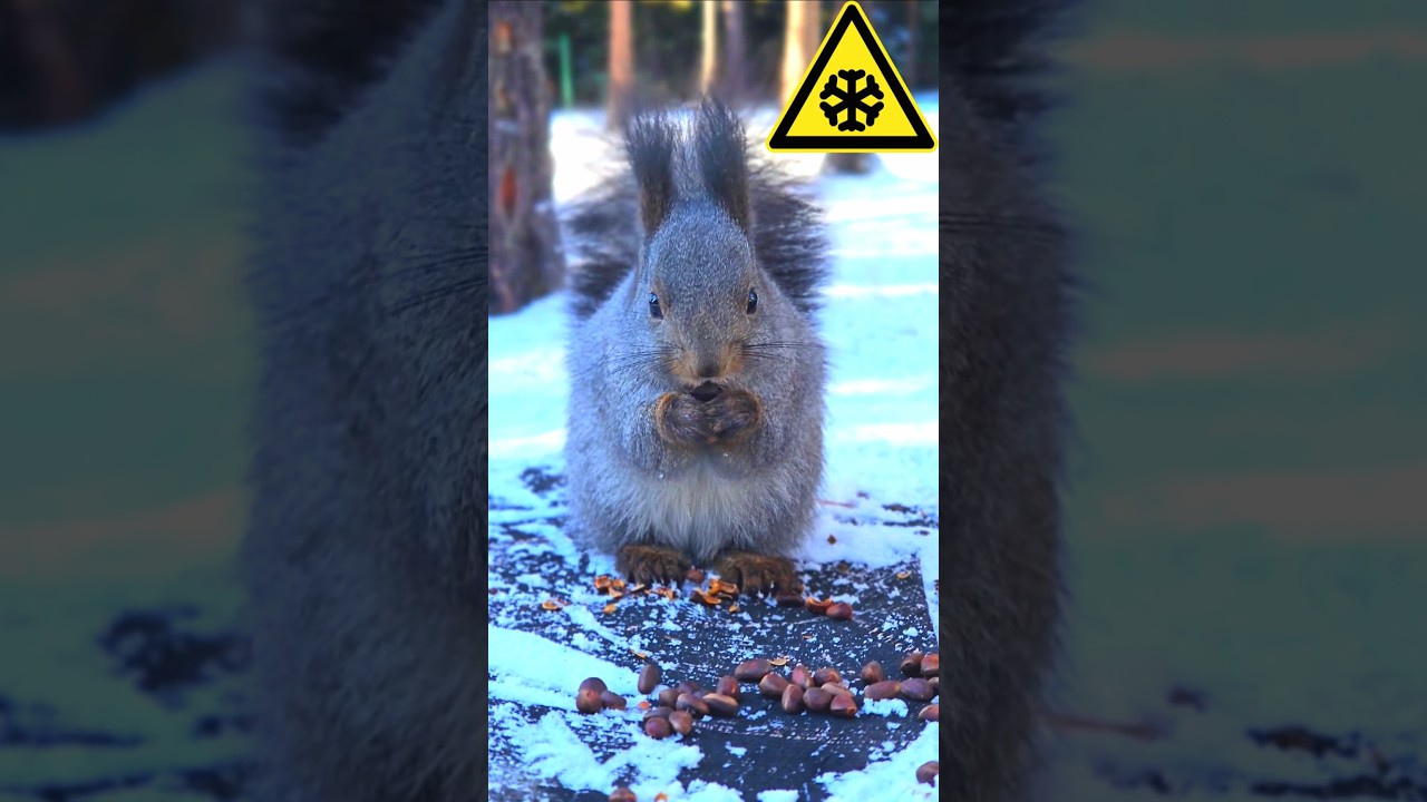 Winter Survival❄️Cute Squirrel Eating Food In The Snow🌰🐿️LOVE Wildlife💖FUN Pets✨Funny Animal Video🔥🔥
