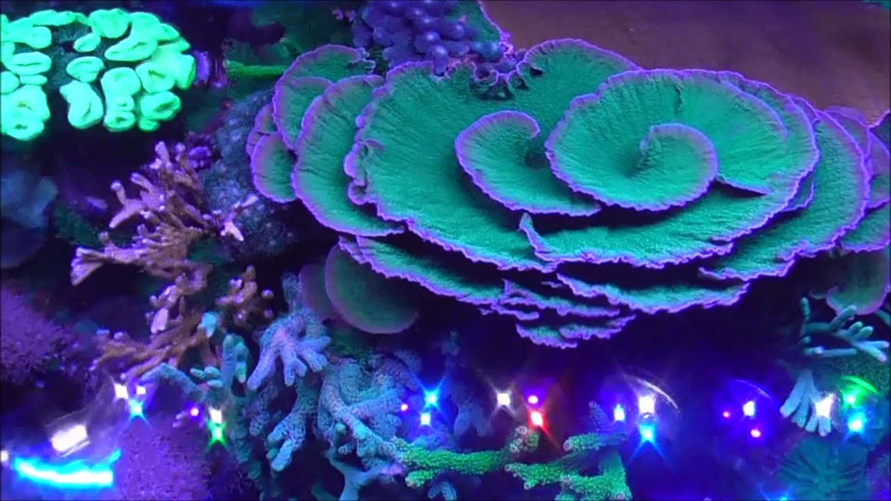 Montipora Capricornis removal