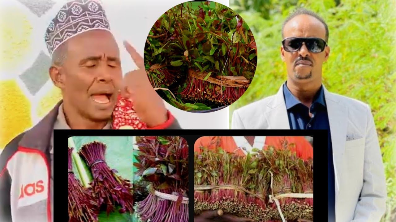 Waayeel iyo Wax garad ka Haday hulkuu Maraayo Xaalkii Jaadka Miiroga ee Gobolka Sanaag