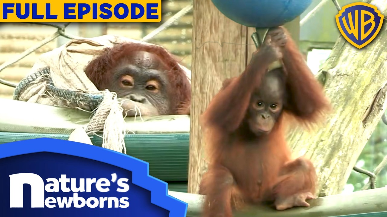 The Secret Life of a Growing Orangutan Family | S1E2 | Full Episode | Nature's Newborns