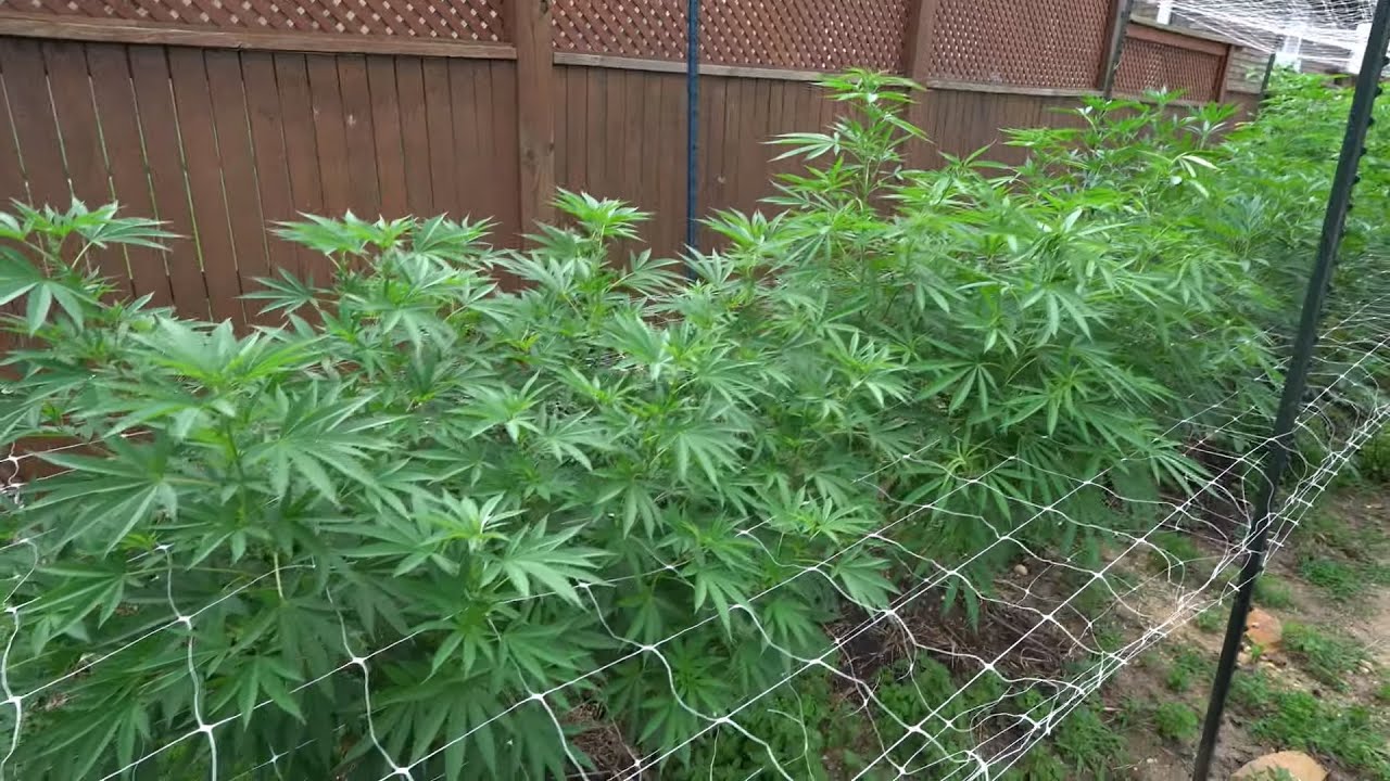 2023 Outdoor Cannabis Garden Tour | Garden Update [#10] - July 12