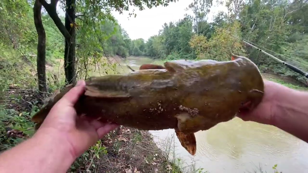 I barely ESCAPED SERIOUS INJURY! Turning a little fish into a bigger fish