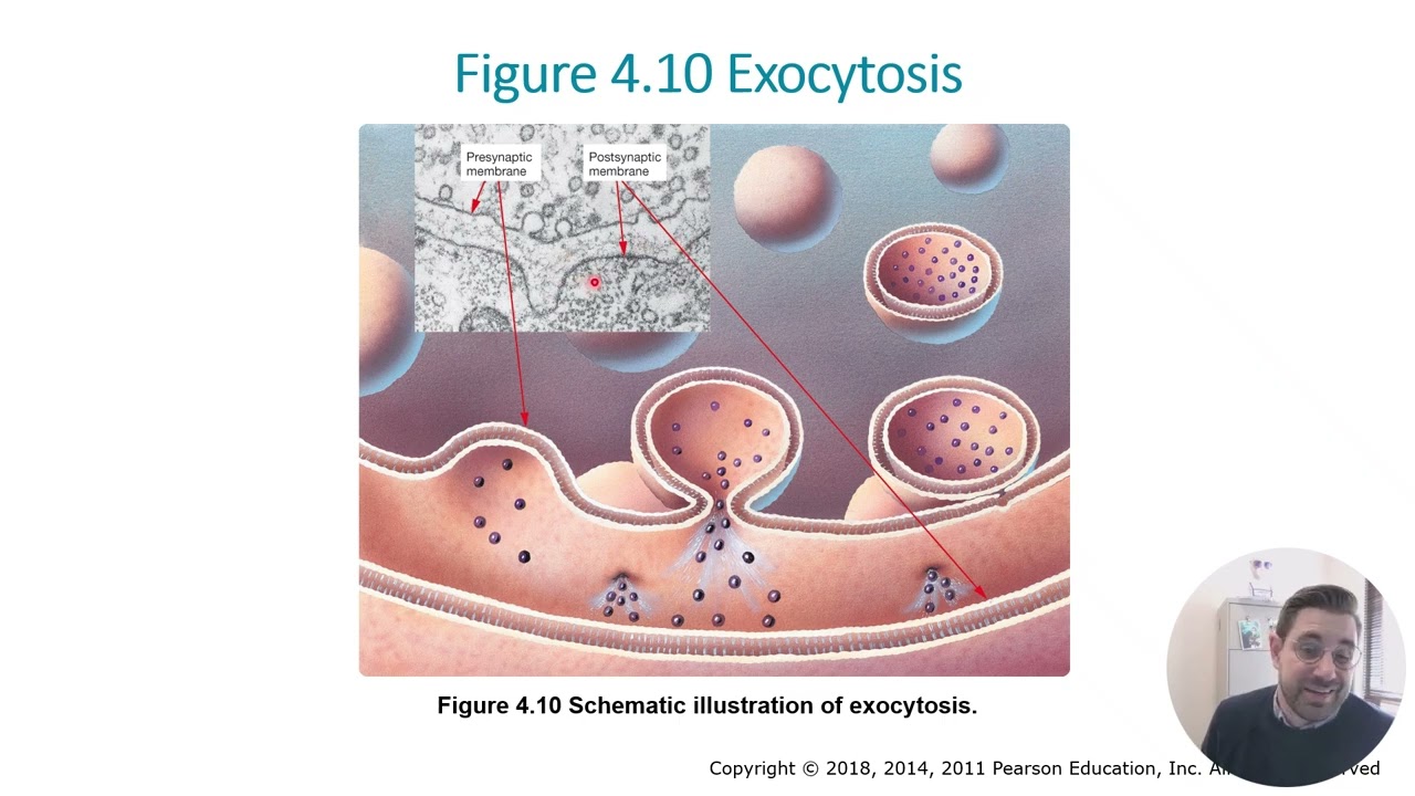Chapter 4 Part 4 (Synapses)