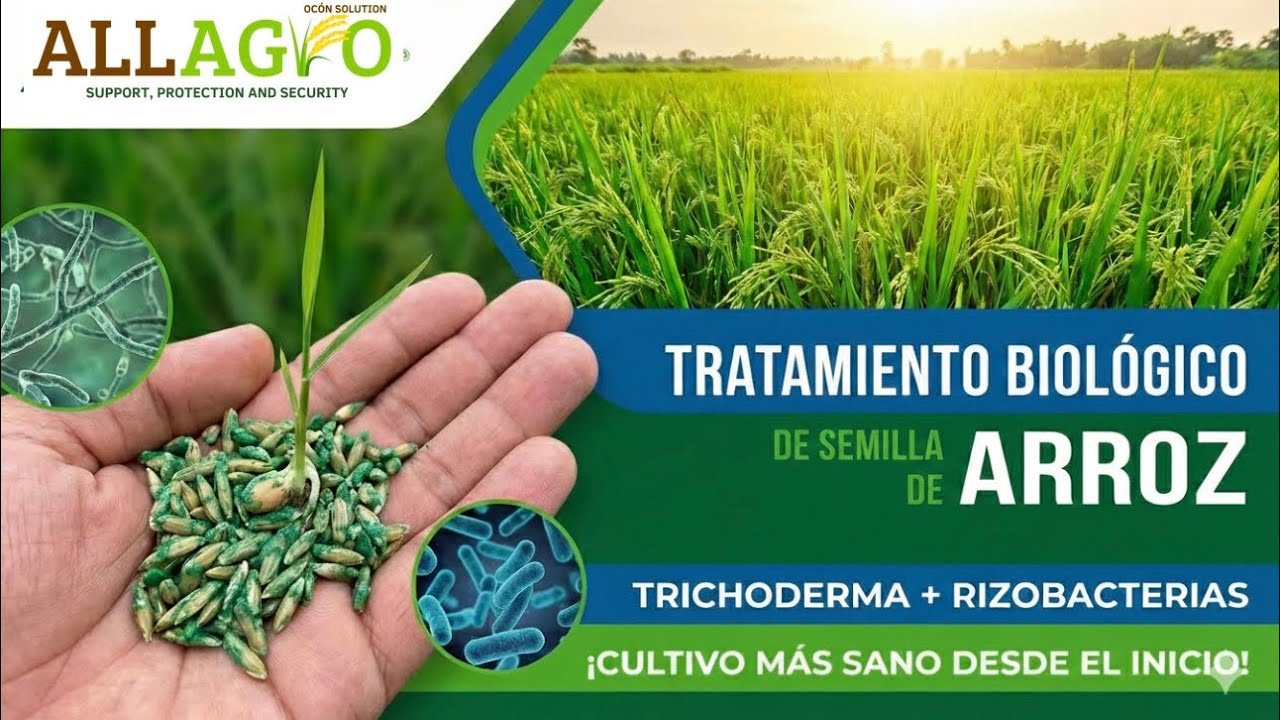 Tratamiento de semilla de arroz con productos biológicos (trichoderma + rizobacterias)