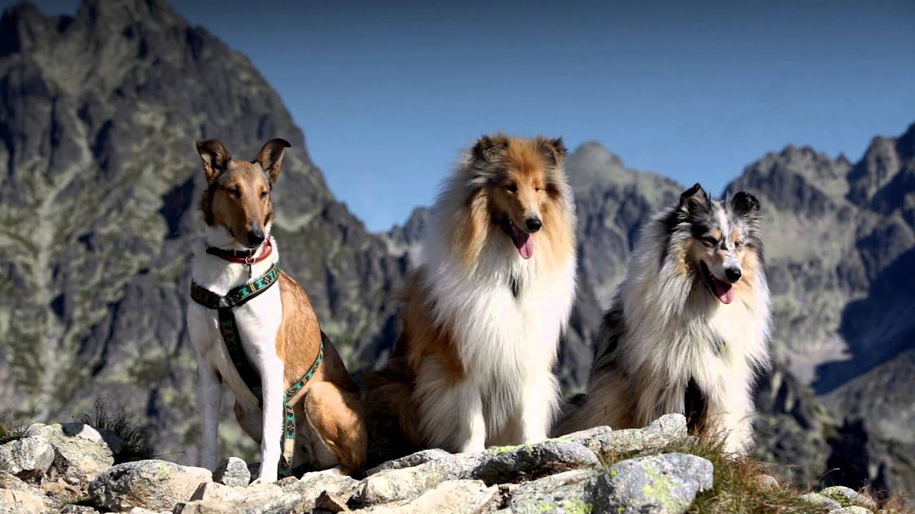 High Tatras with collies - Slavkovský štít