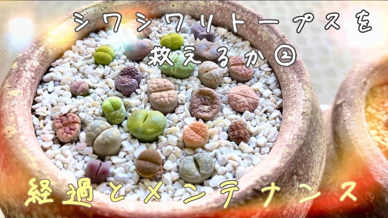 【多肉植物 リトープス 育て方】シワシワリトープス② 経過と管理 〜水やり・脱皮・株分け〜 #多肉植物  #リトープス #lithops #succulent #脱皮 #株分け