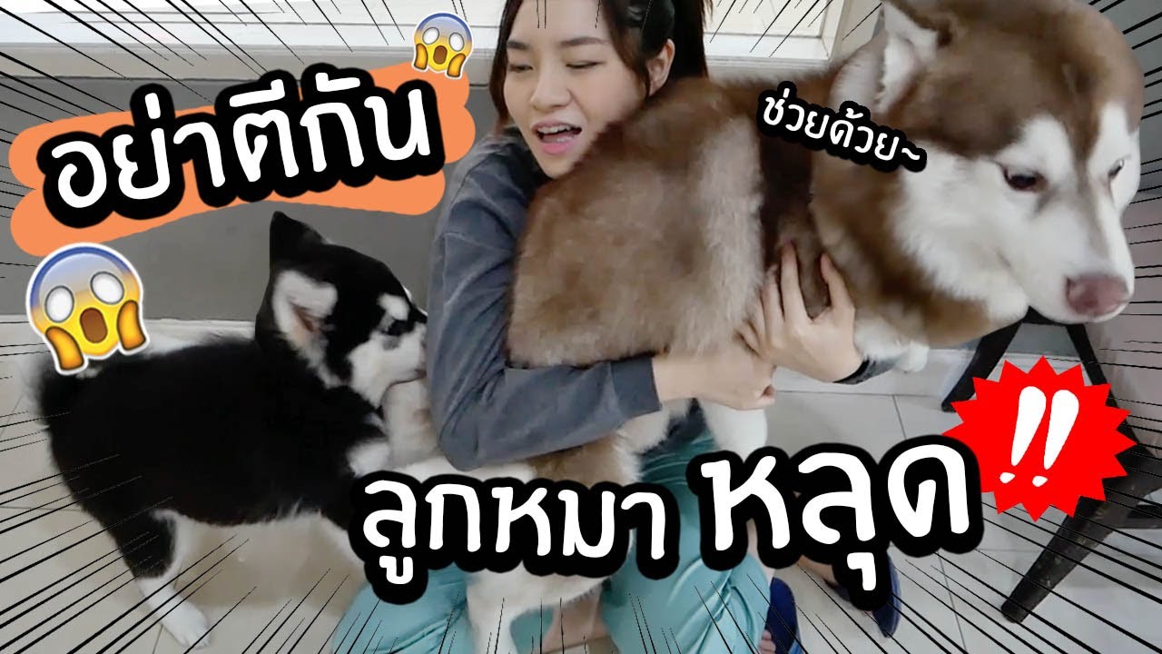 ลูกหมาหลุด! โฟร์แหกกรงมาเจอแฟรงค์ครั้งแรก! // แฟรงค์ vs โฟร์ อย่าตีกัน!!!