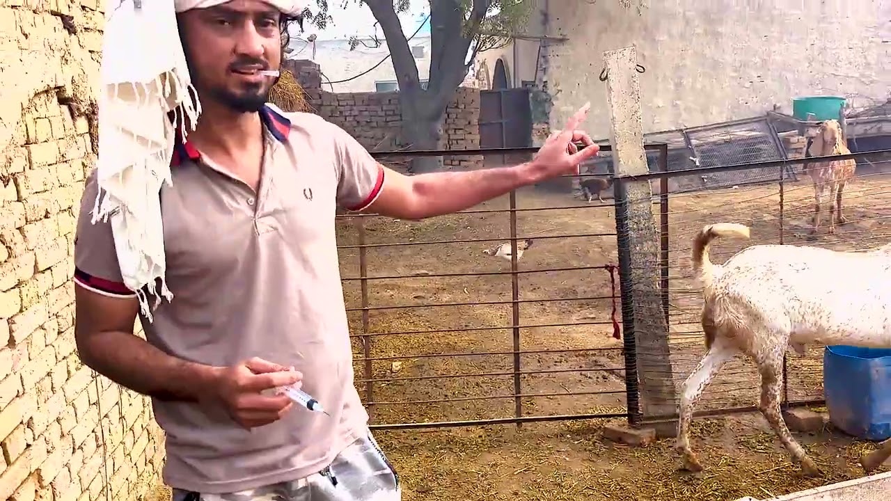 goat farming at punjab pakistan