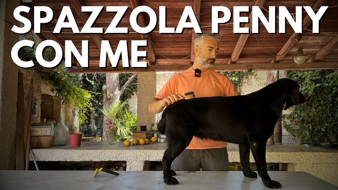 Come spazzolare il cane senza stress. Guida pratica.