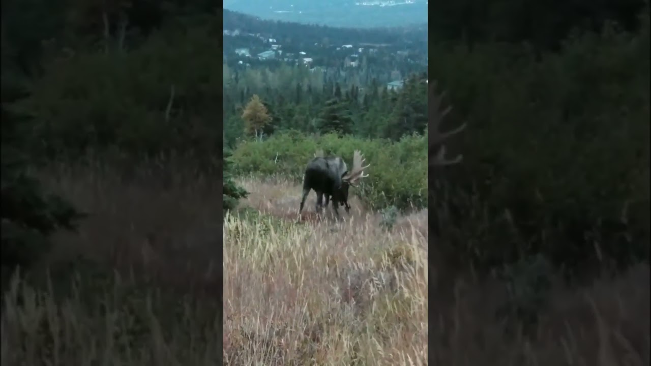 MOOSE FIGHT TO THE DEATH! 