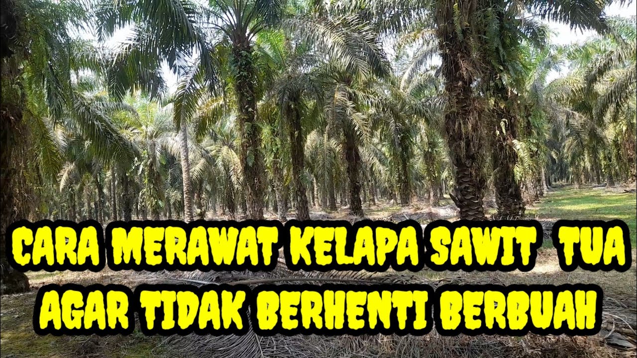cara merawat kelapa sawit tua agar tidak berhenti berbuah