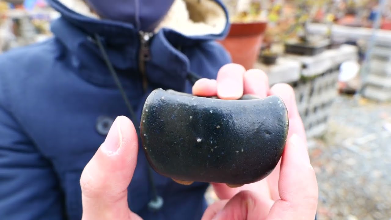 盆栽鉢紹介！不明鉢 黒釉隅有丸鉢