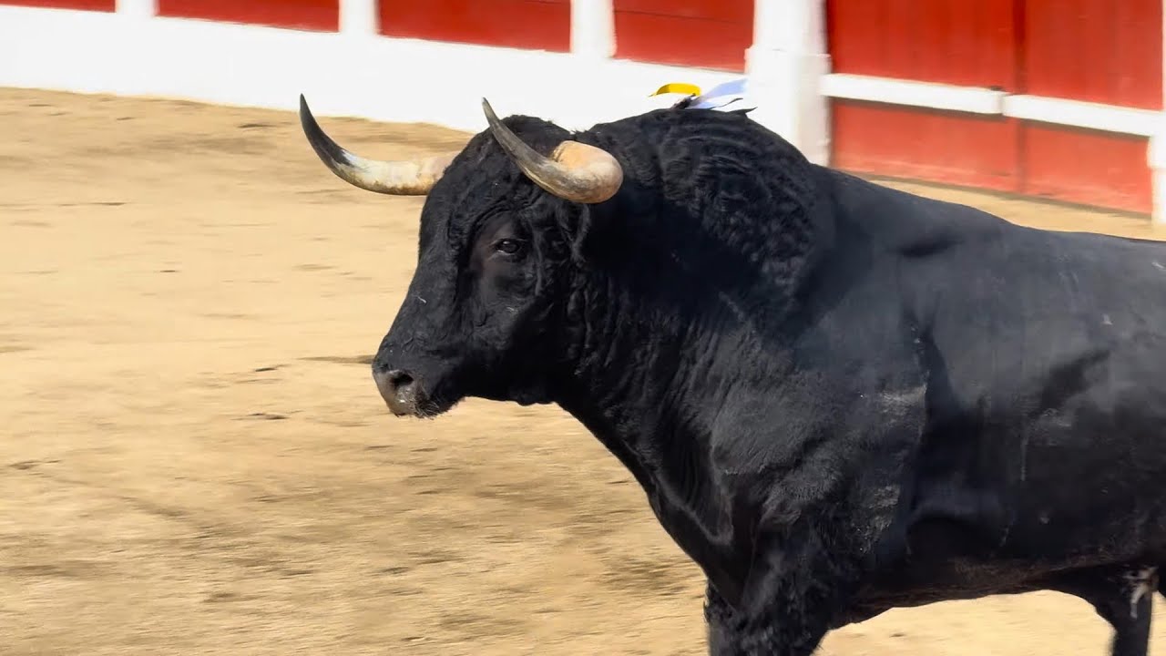 Salida 1&ordm; toro de SOBRAL: 