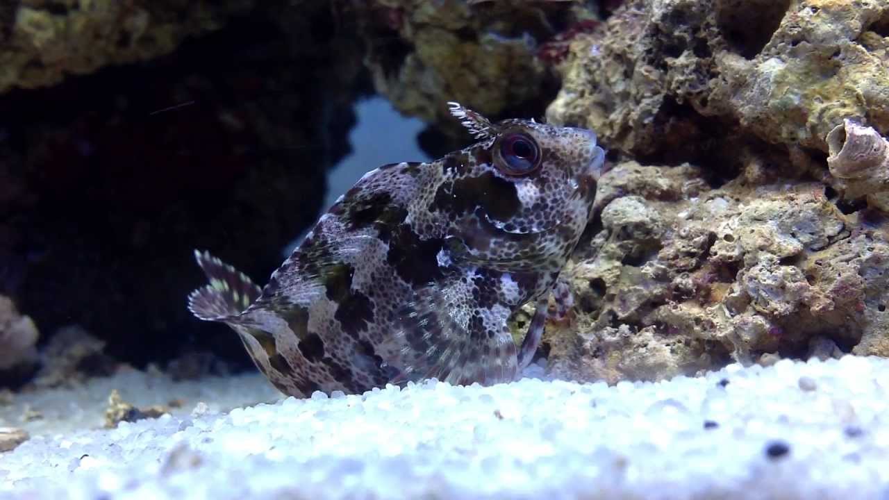 Aquarium Méditerranéen 27.05.12