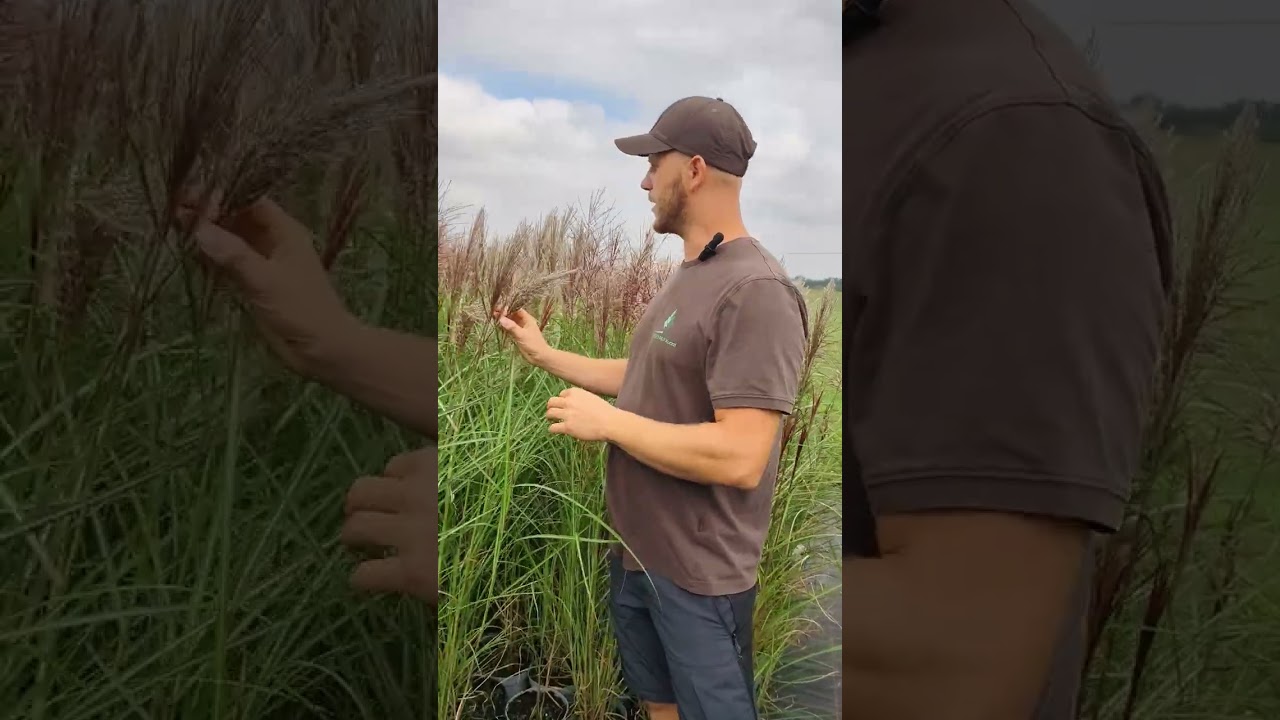 🌾 Miskanty kwitnące na czerwono