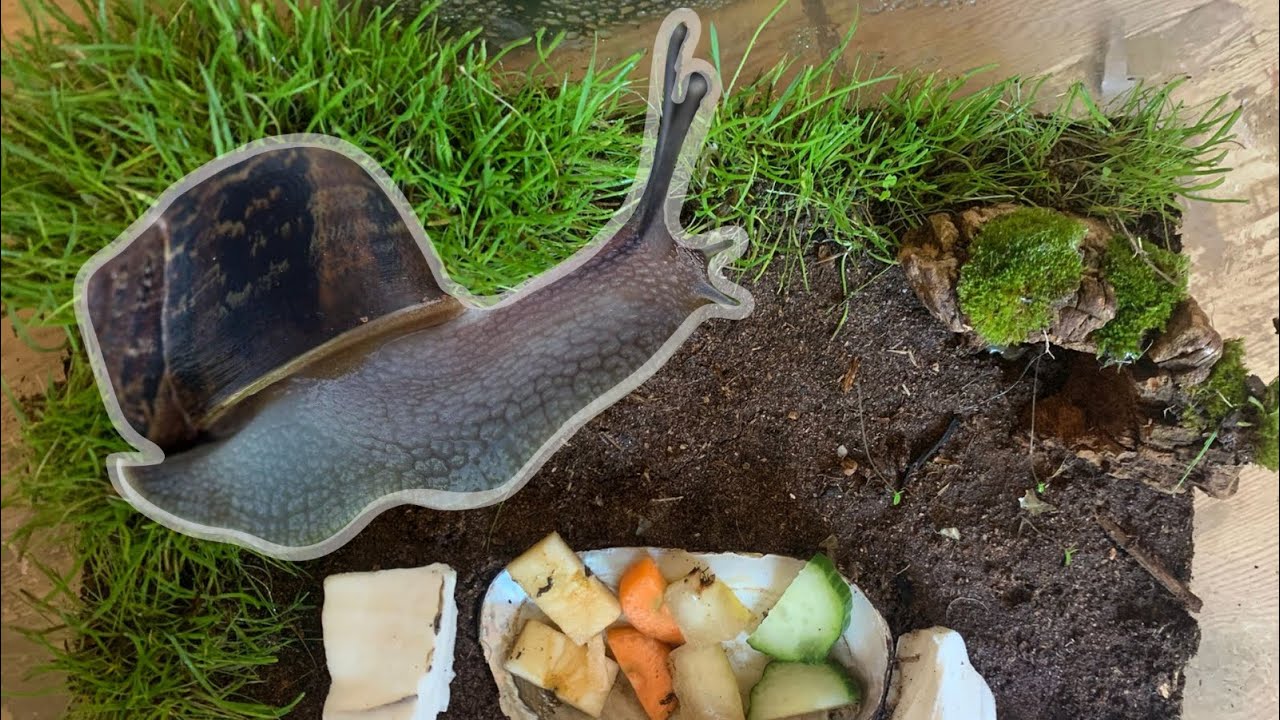 Create a snail (Cornu aspersum) enclosure with me