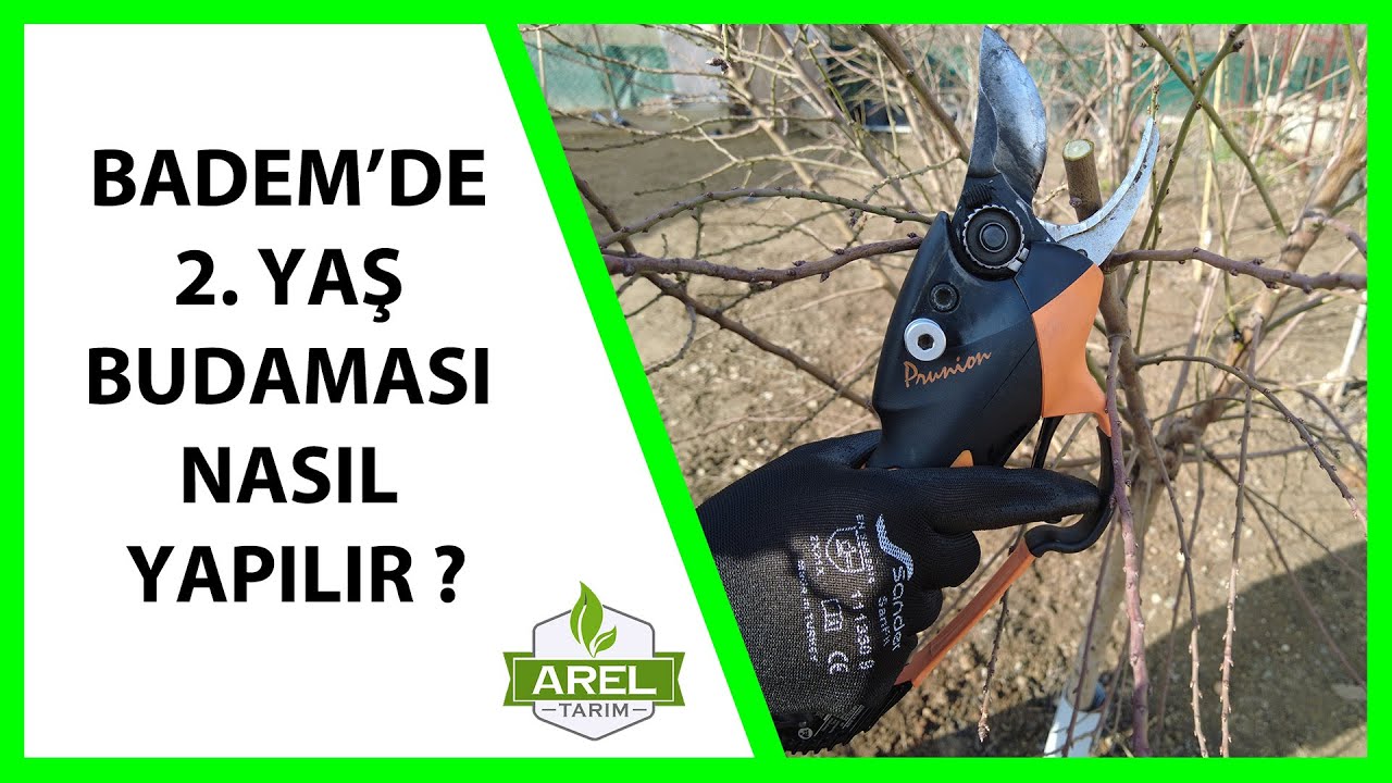 YENİ MODEL BADEM 2. YAŞ BUDAMASI
