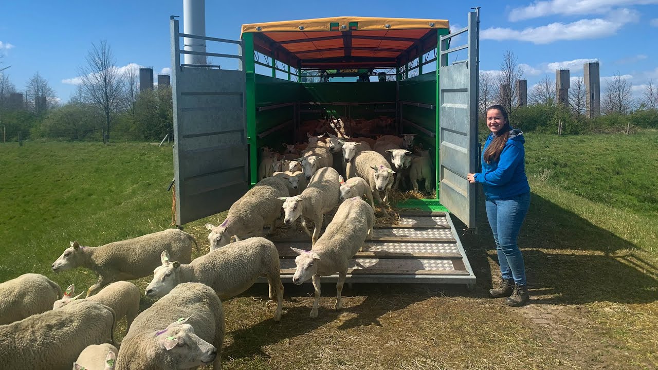 De schapen en koeien gaan de wei in! - Vivianne's vlog #4 - Vloggende jonge boeren