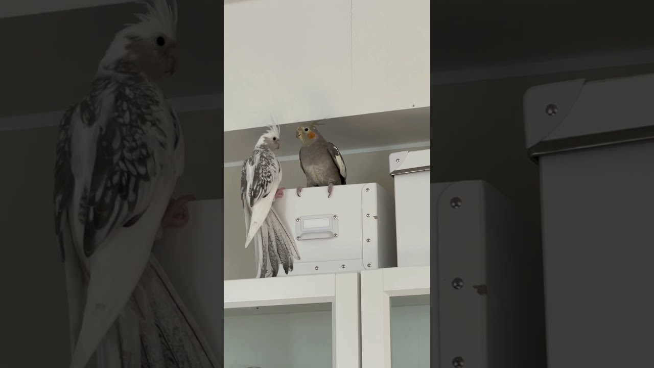 Cockatiel fighting for the box