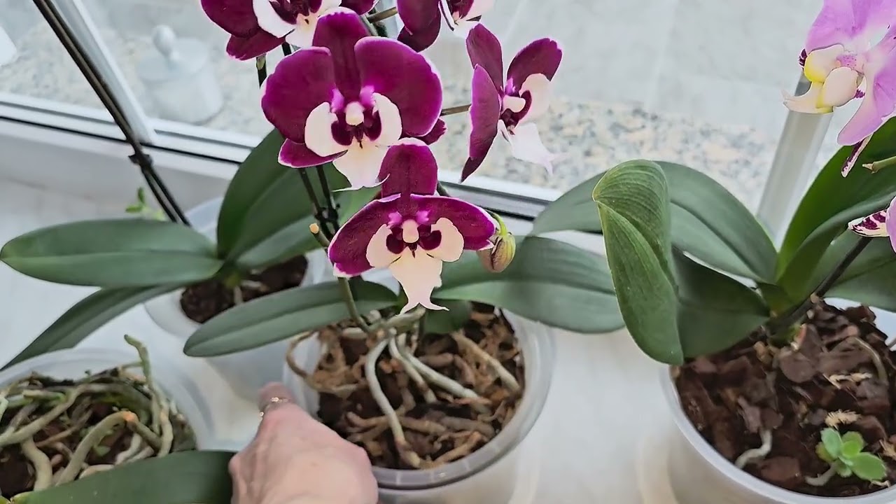 Winterblühte meiner Orchideen