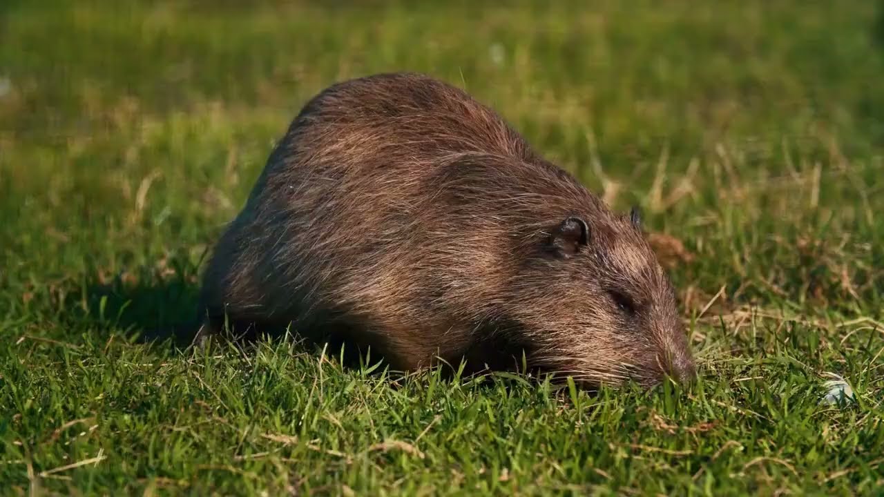 How to rodent proof your home? - Rodent Exterminator