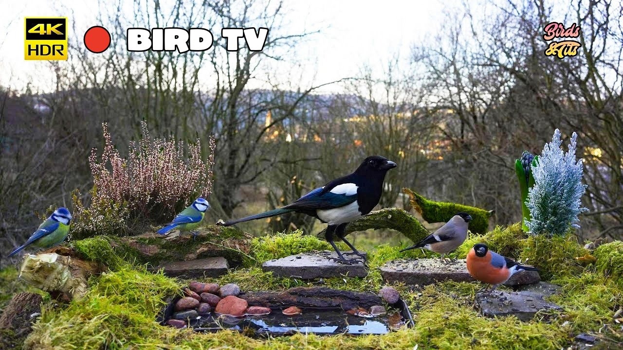 Birds for Cats to watch: Cat tv 😻 Magpie at the feeder 🐦  4K HDR  🐶 PET tv