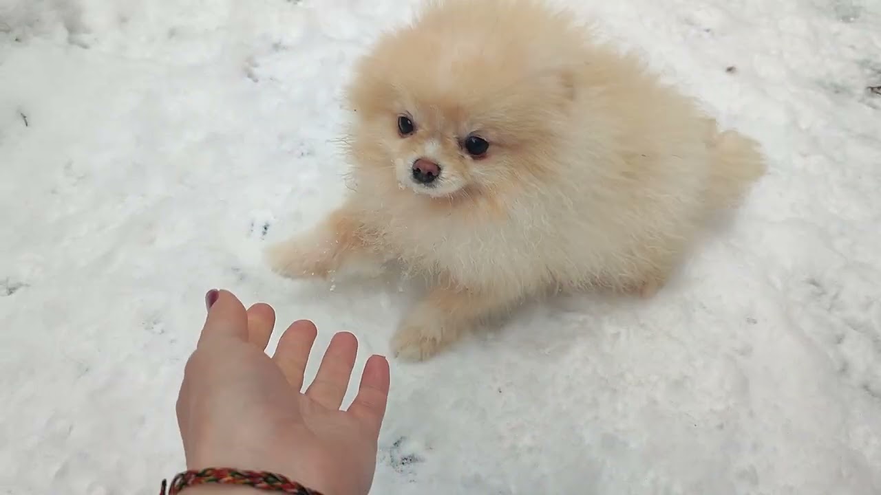 Крошечный,НО, смелый,активный,весёлый и нежный малыш Зефирчик  🤗 Цена 120т.р ‼️ доставка+79788972514