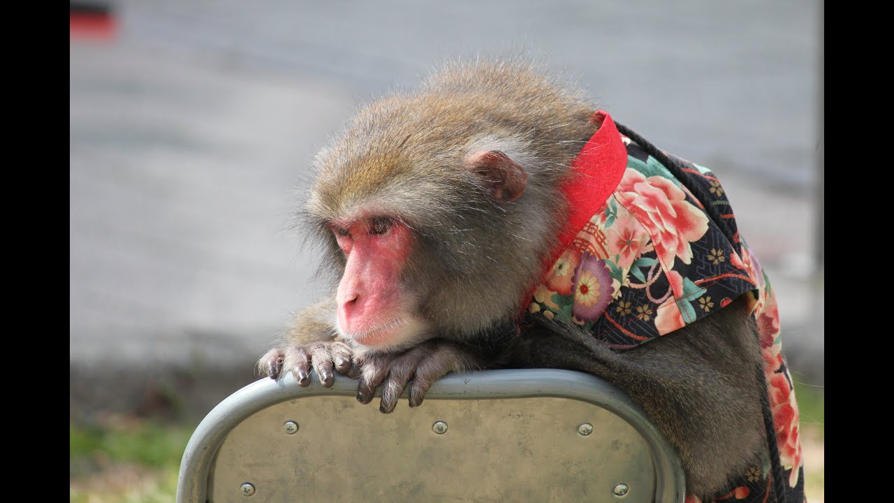 らん丸🐵君の、西日本で二頭しかできない、凄い技💕　二助企画
