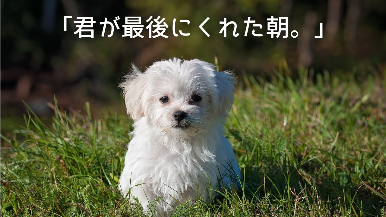 【泣ける犬】君が最後にくれた朝。【Music Video】