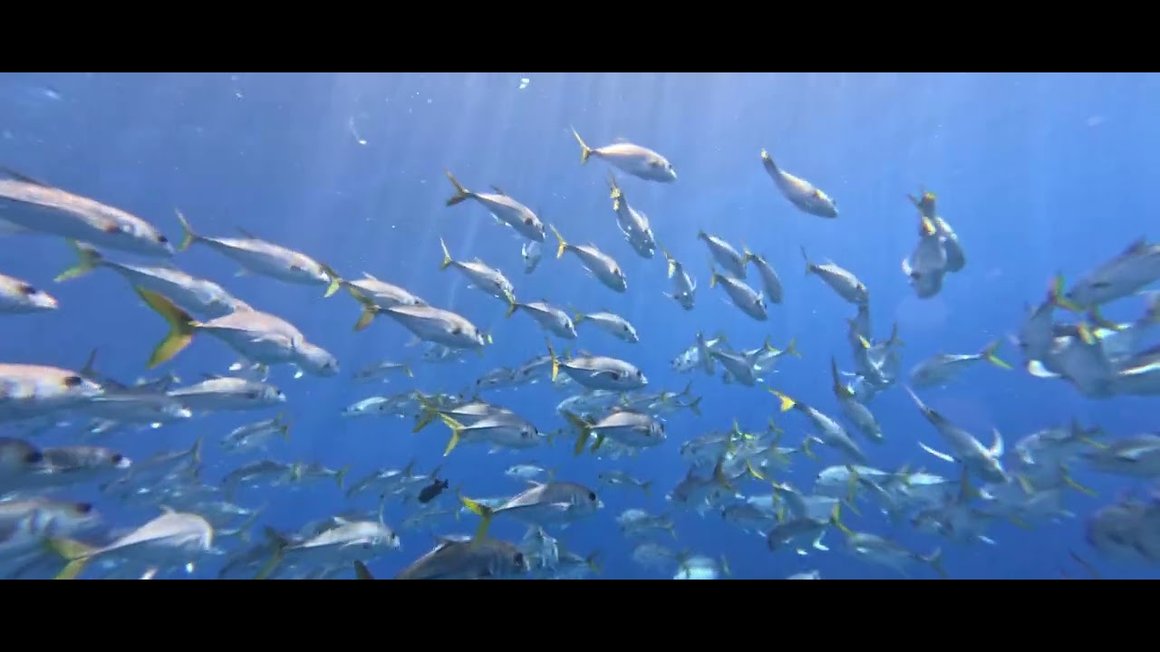 Horse Eyed Jacks off French Cay, Turks and Caicos 2/2026