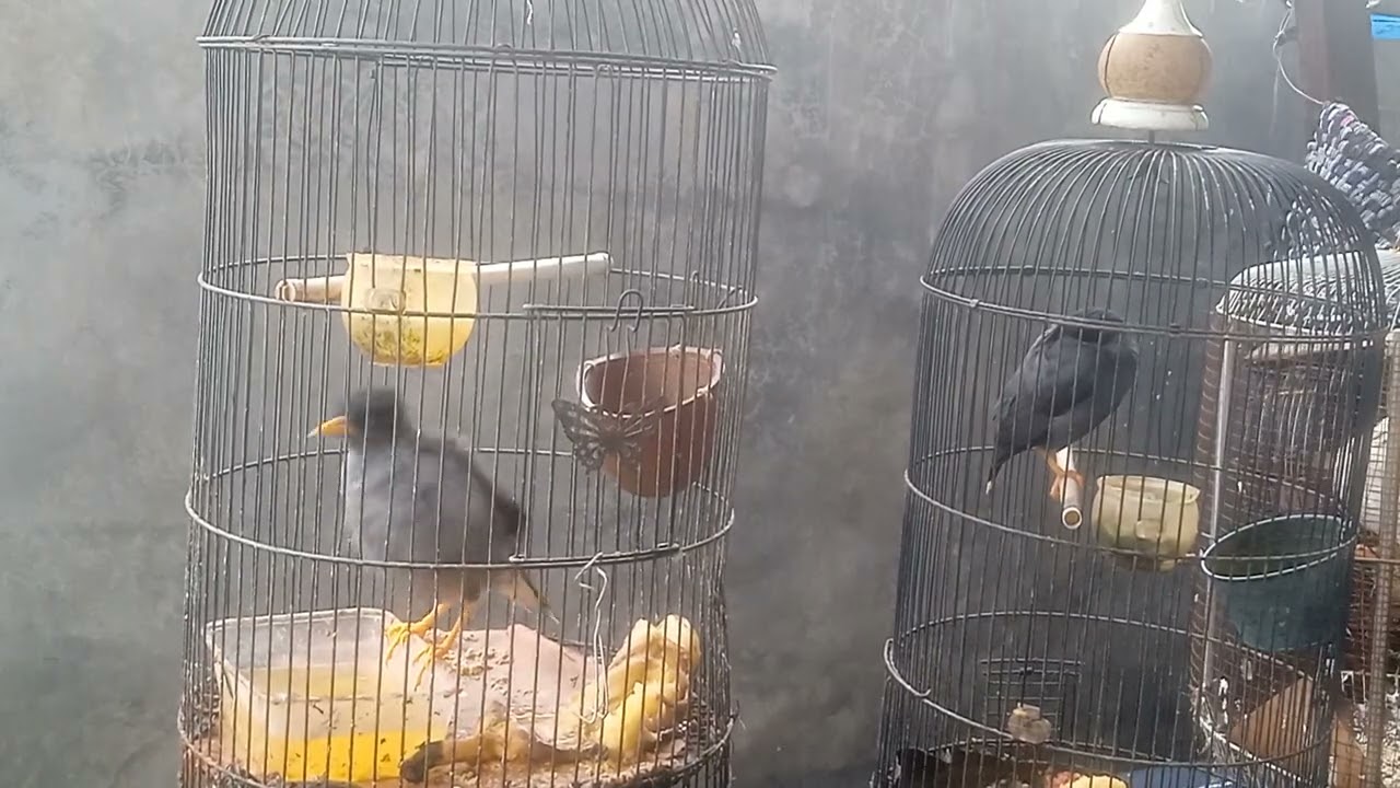 9 Maret 2026