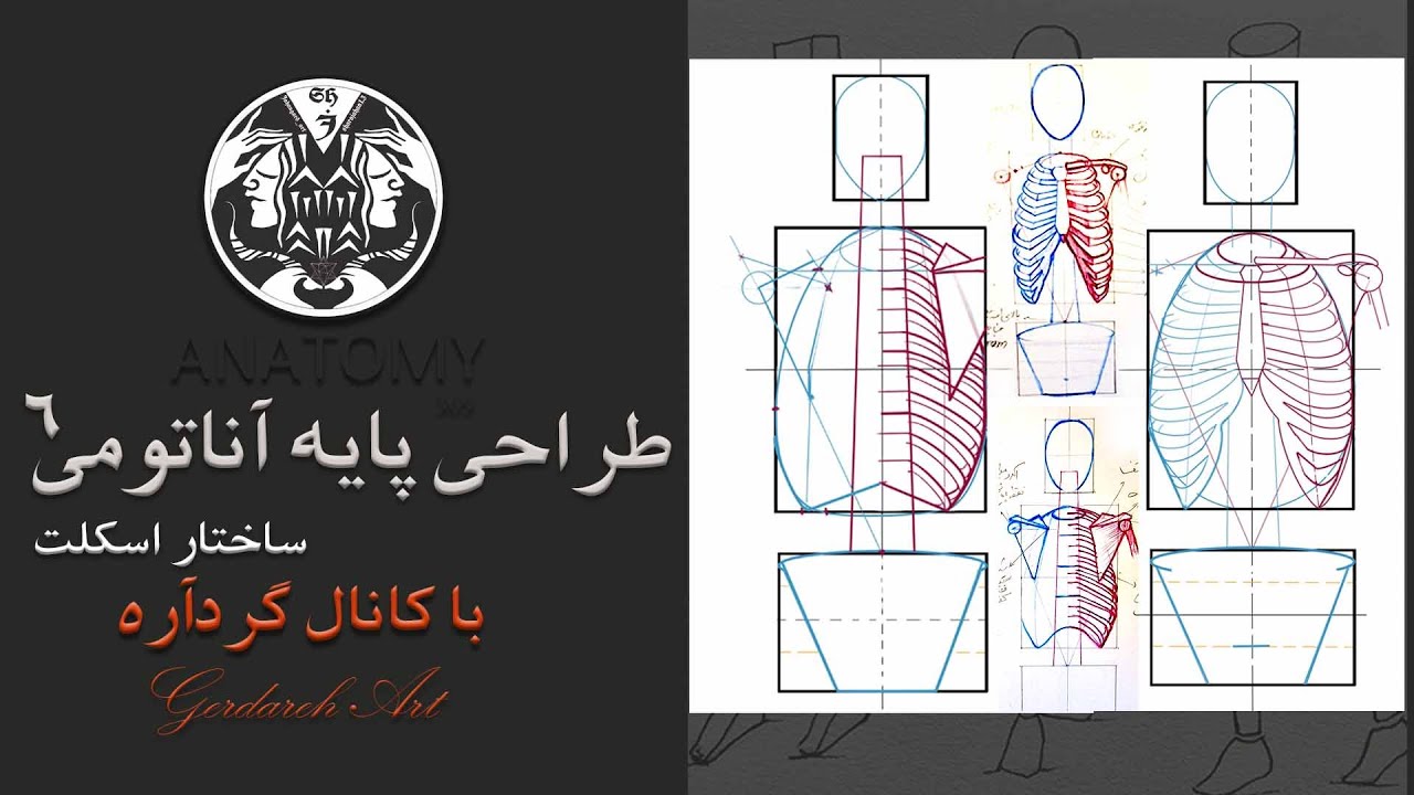 Drawing Rib Cage\۶ آموزش طراحی پایه آناتومی ساختار اسکلت قفسه سینه\دنده ها