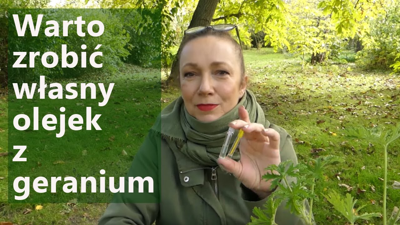 Hydrolat i olejek z geranium (anginka) jest łatwy do zrobienia