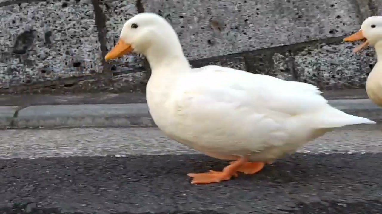 【コールダック】よーい、どん‼️