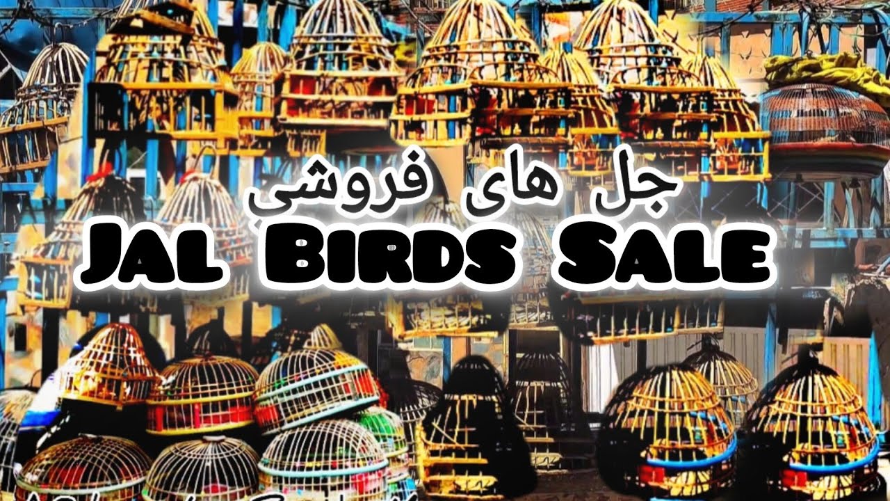 Crazy Jal Birds Singing For Training | Top 3 Best Larks