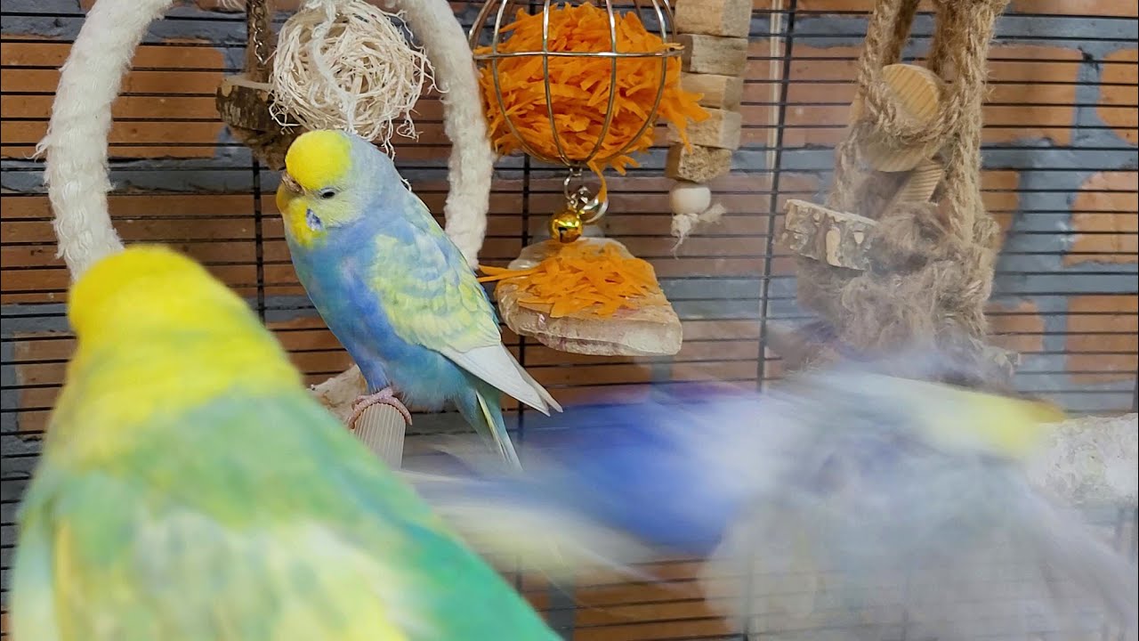 budgie sounds for 7 hours